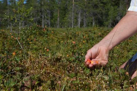 Pick cloudberry Stock Photos