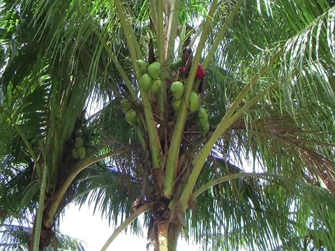 Pick Coconut Stock Footage 3518988