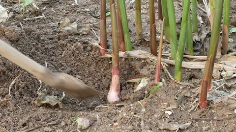 Pick fresh galangal from tree Stock Footage 105953879