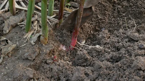 Pick fresh galangal from tree Stock Footage 105956106