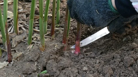 Pick fresh galangal from tree Stock Footage 105956500