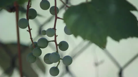 Pick a grape 2 Stock Footage 25600705