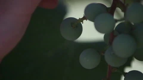 Pick a grape Stock Footage 25600674