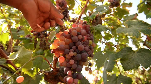 Pick grape Vineyard Stock Footage 39790951