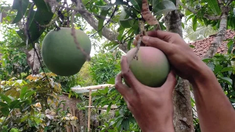 Pick the latest variant of mango fruit with large fruit and sweet taste. Stock Footage 256970338