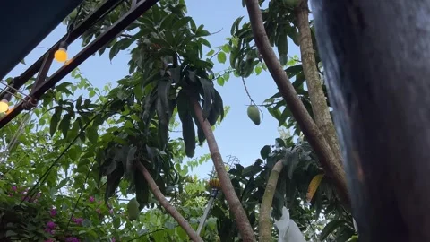 Pick a mango from a tree picking.Pick mangoes by cutting the stem of the mango Stock Footage 316078786