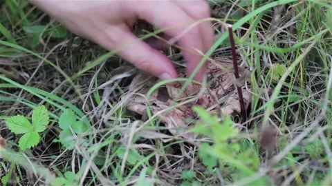 Pick up mushrooms Stock Footage 81065159