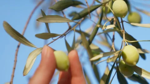 Pick up an olive from an olive tree close-up Stock Footage 252735695