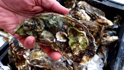 Pick oysters Stock Footage 156638001