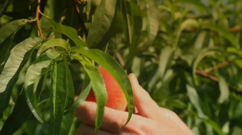 Pick a peach Stock Footage 874845