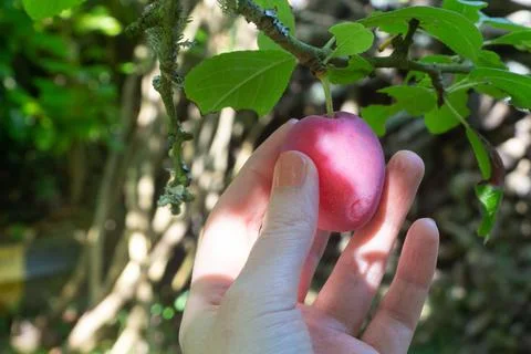 Pick a plum on an plum tree Stock Photos