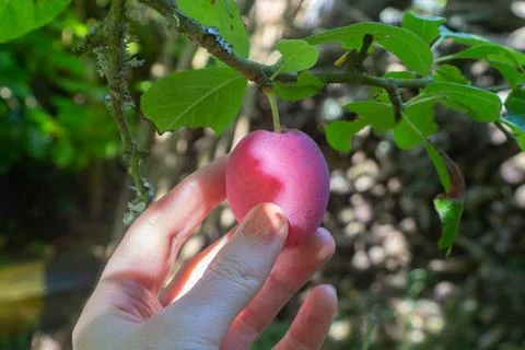 Pick a plum on an plum tree Stock Photos