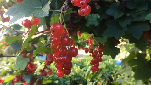 Pick red currant Stock Footage 93002487
