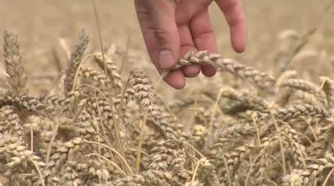 Pick up some wheat 1 Stock Footage