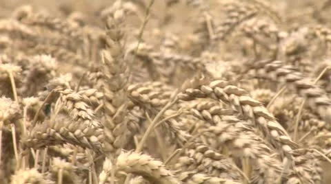 Pick up some wheat 2 Stock Footage