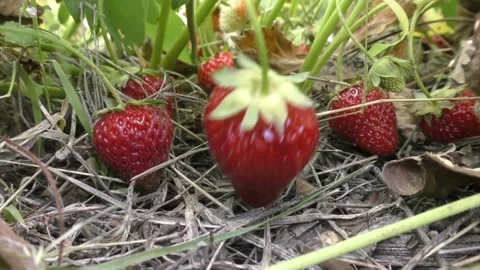 Pick strawberries Stock Footage 133695710
