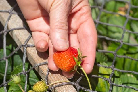 To pick a strawberry Stock Photos