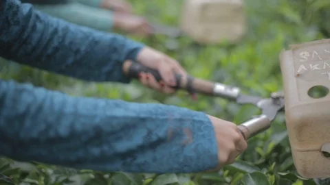 Pick Tea Leaves Stock Footage 123261051