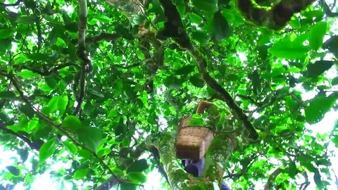 Pick tea-leaves on the tea tree Vídeo Stock 75324426