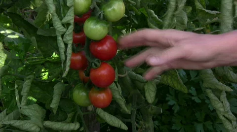 Pick tomatos Stock Footage 494267