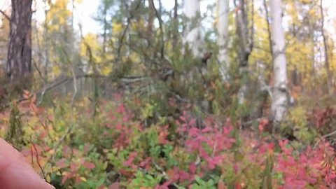 Pick wild berries. Close up.  Stock Footage 100920545