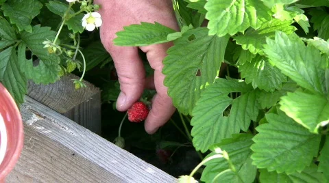 Pick wild strawberry Stock Footage 494291
