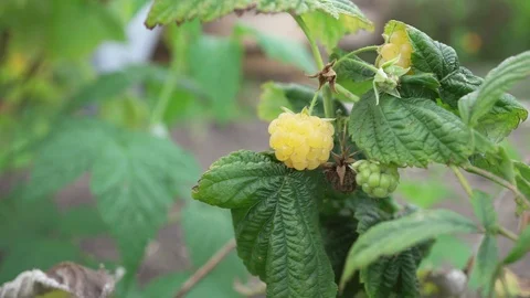 Pick yellow raspberry, close up Stock Footage 95549924