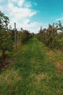 Pick your own apple Stock Photos