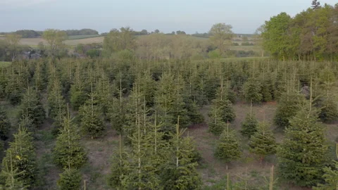 Pick Your Own Christmas Tree Farm Aerial View Stock Footage 149107020