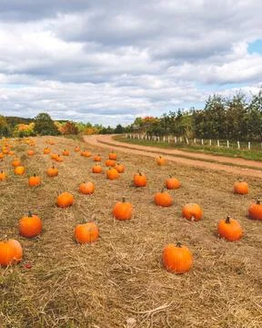 Pick your own Pumpkin Patch in pumpkin field farm Stock Photos