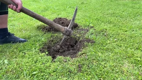 Pickaxe Hitting the Soil with Flying Dirt During Walnut Tree Planting Video stock 310889286