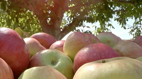 Picked apples Stock Footage 171559348