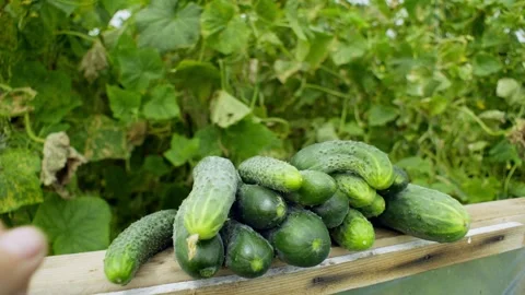 Picked aromatic green cucumbers are placed on the window of the greenhouse. Video stock 261515527