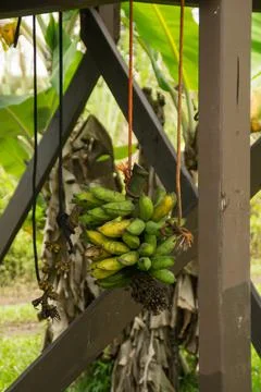 Picked bananas Stock Photos