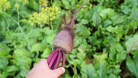 Picked beetroots in hand on natural background. the harvest of vegetables Stock Footage 141278391