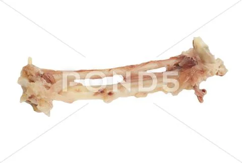 Picked bone of a chicken on a white background Stock Photos