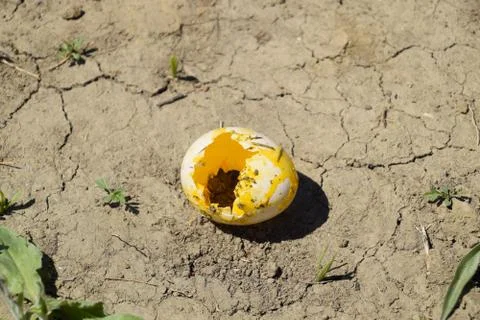 Picked chicken egg on the ground. Stock Photos