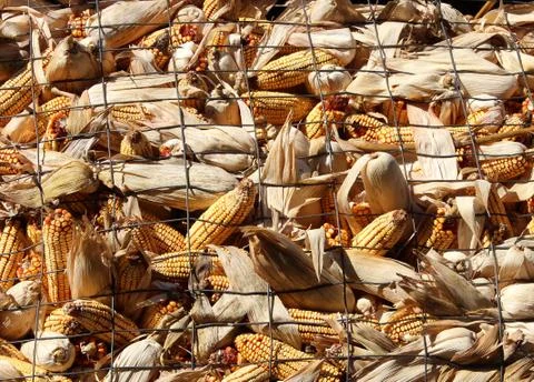 Picked corn cobs 库存照片