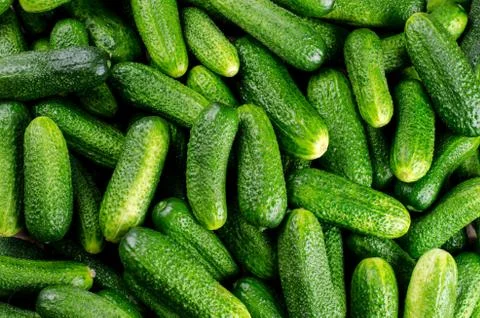 Picked cucumbers Foto stock