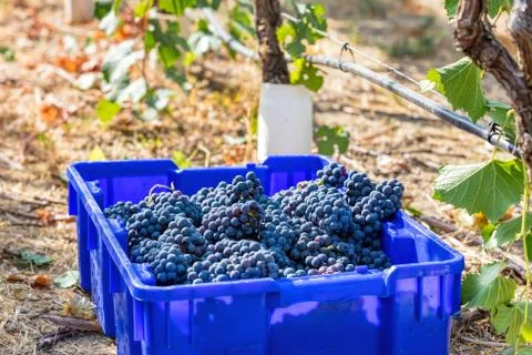 Picked grapes in a vineyard Stock Photos