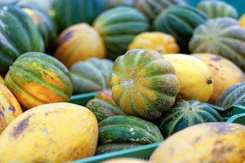 Picked melons in plastic boxes in grocery store Stock-Fotos