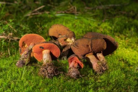 Picked mushrooms on the forest floor Stock Photos