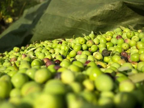 Picked olives close up Stock Photos