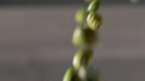 Picked olives falling into crusher. Olive Oil Mill in South of Italy Stock Footage 110916798