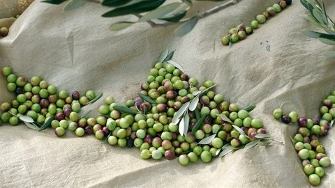Picked olives on ground and olive tree branch top view 4K Stock Footage 83027962