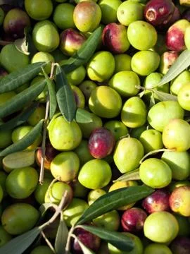 Picked olives Stock Photos