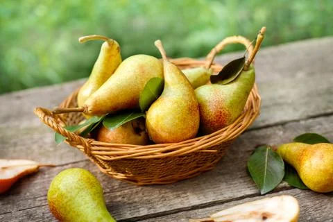 Picked pears in wicker basket Stock Photos