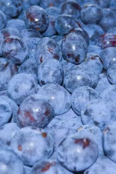 Picked plums Stock Photos