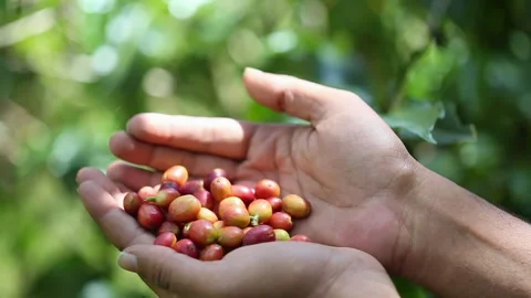 Picked Ripe Coffee Berries in woman's hands Stock Footage 248787990