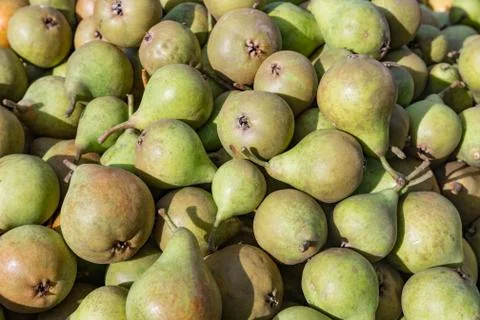 Picked ripe pears Stock Photos